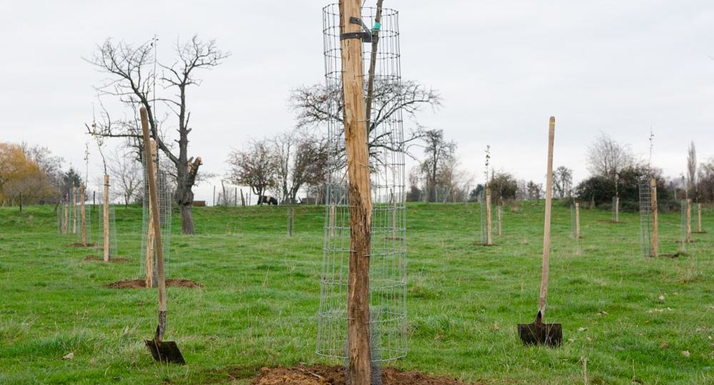 Plantation d’un verger haute-tige en novembre