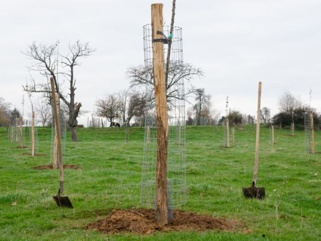 Plantation d’un verger haute-tige en novembre