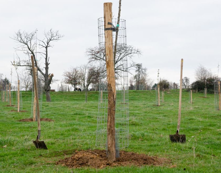 Plantation d’un verger haute-tige en novembre