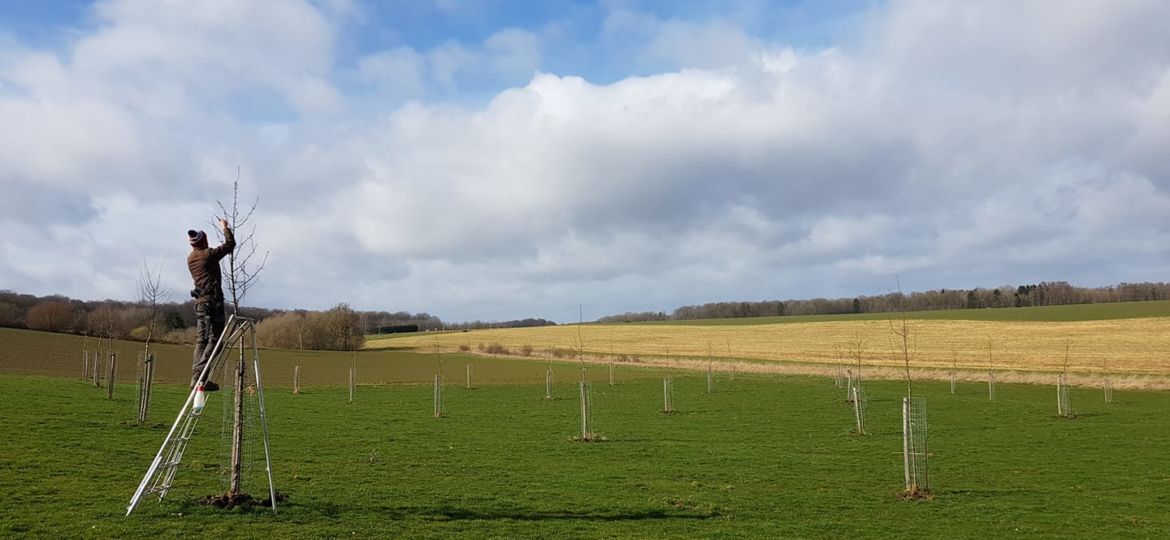 Tailler arbre fruitier