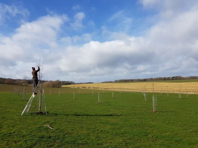 Tailler arbre fruitier