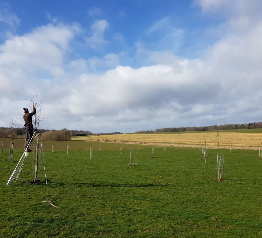 Tailler arbre fruitier