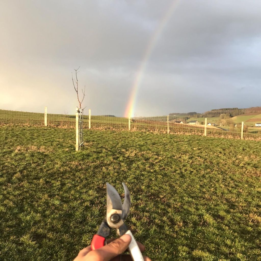 Taille verger haute tige