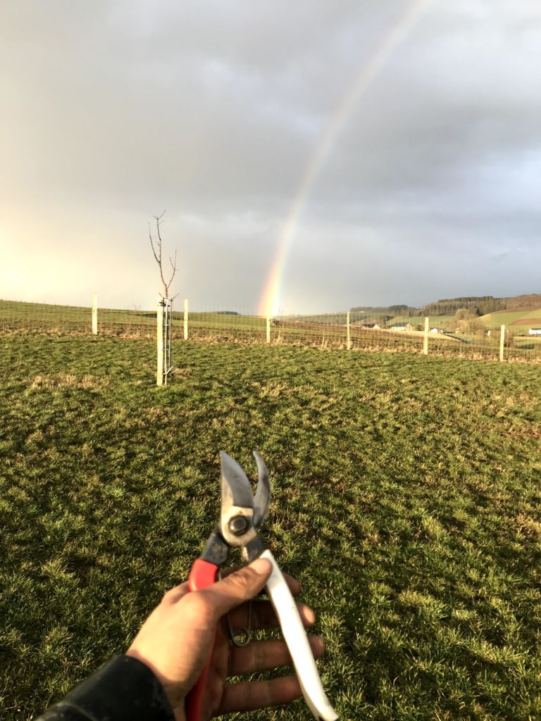 Sécateur tenu devant un jeune arbre fruitier haute-tige fraîchement planté, sous un arc-en-ciel