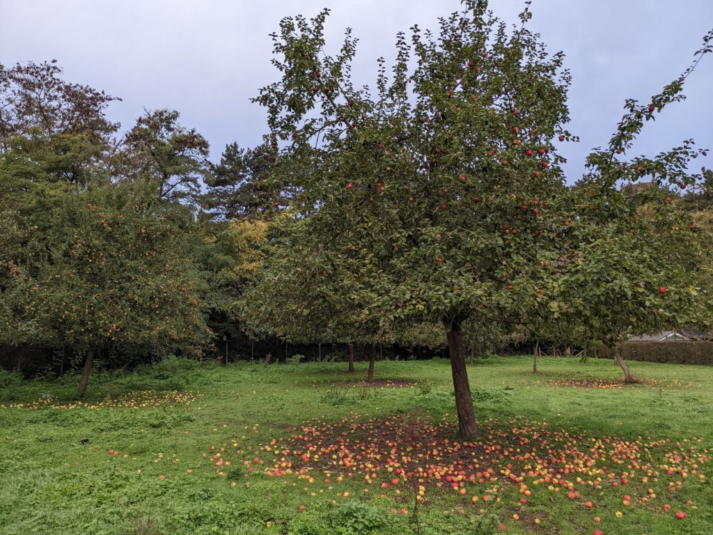 Récolte pomme fruitier haute tige