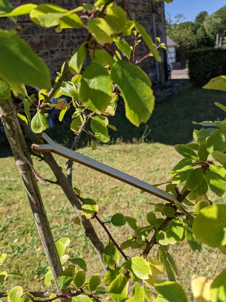 Écarteur en bois placé entre le tronc et une jeune branche d’arbre fruitier pour ouvrir son angle