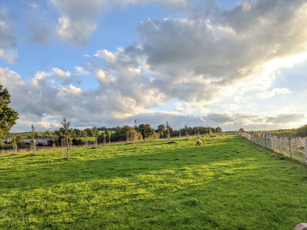 Verger-Manhay Verger Haute-tige