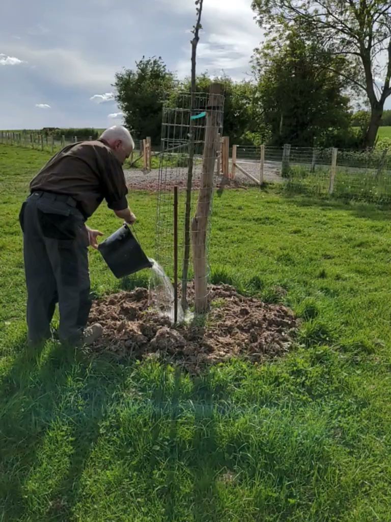 Arrosage d’un jeune fruitier pendant les premières années Arrosage d’un jeune arbre fruitier paillé au pied, pendant le suivi des premières années