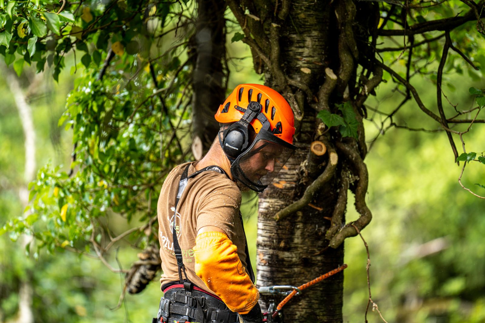 Élagueur grimpeur casqué au travail dans un arbre à Manhay