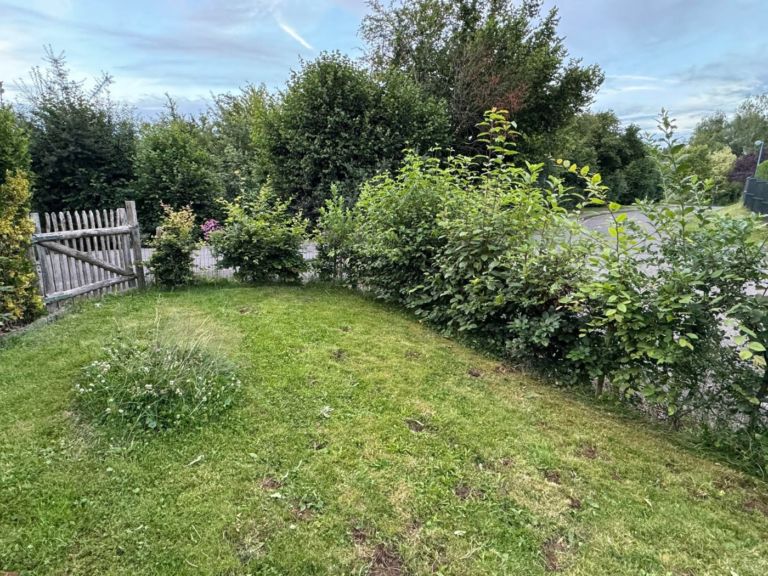 Haie vive en simple rang bien fournie, vue depuis le jardin, trois ans et demi après la plantation
