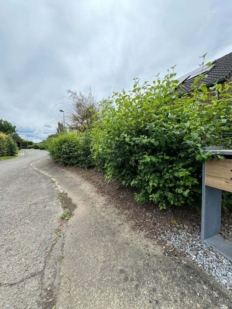 Haie vive dense et haute le long d’une rue, trois ans et demi après la plantation