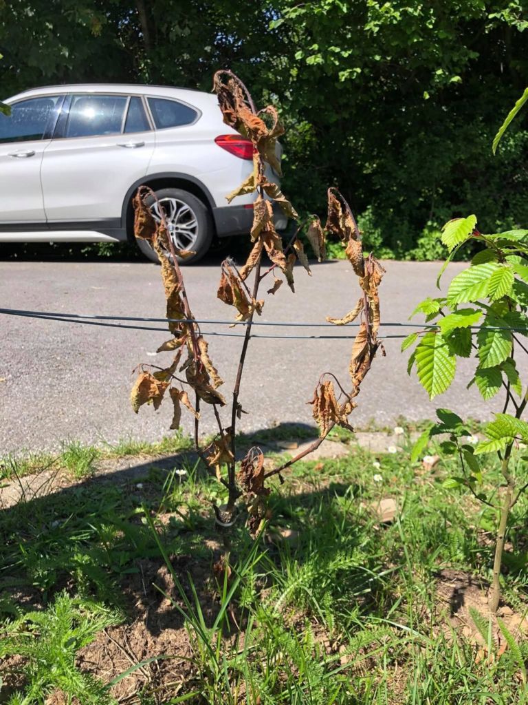 Jeune plant de haie aux feuilles brunes et sèches, mort pendant sa première année, à côté d’un plant bien vert