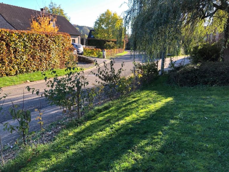 Jeunes plants de haie tuteurés le long d’une pelouse : le premier linéaire commence à se former