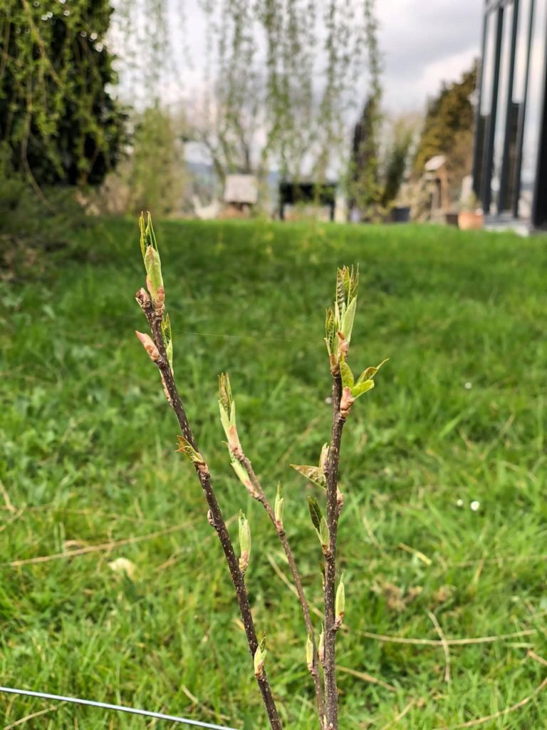 Premiers bourgeons sur un jeune plant de haie vive, quelques mois après la plantation