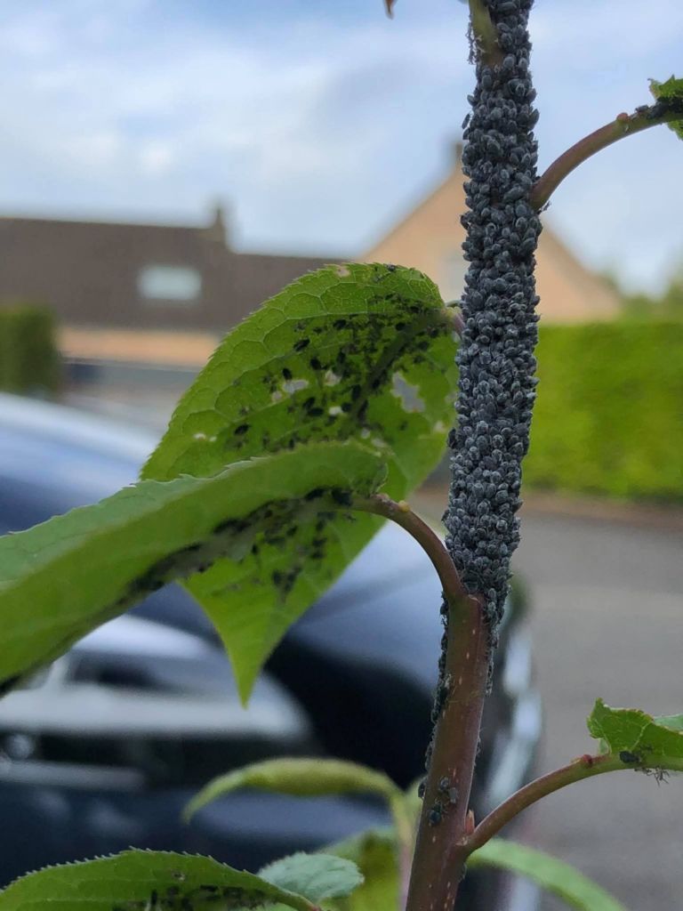 Tige et feuilles d’un jeune plant de haie couvertes de pucerons noirs