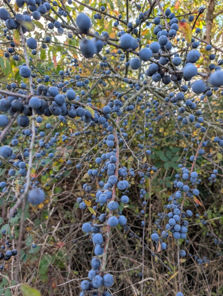 Branches de prunellier chargées de prunelles bleues dans une haie vive indigène en automne