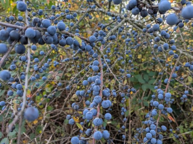 Branches de prunellier chargées de prunelles bleues dans une haie vive indigène en automne