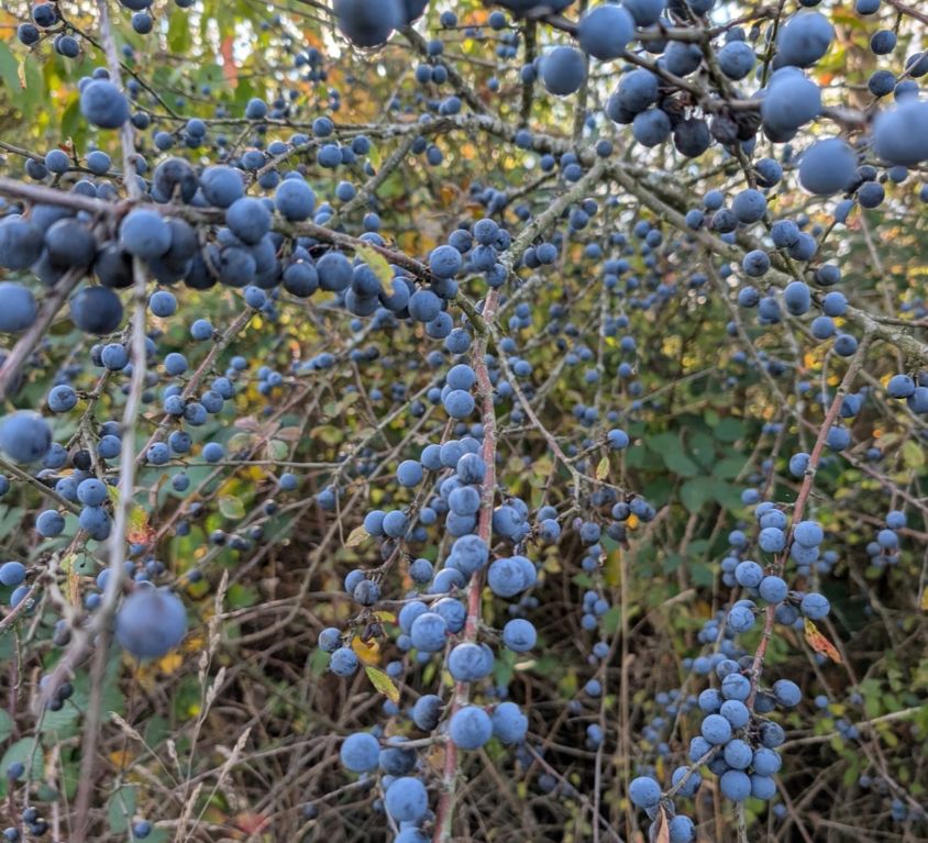 Branches de prunellier chargées de prunelles bleues dans une haie vive indigène en automne