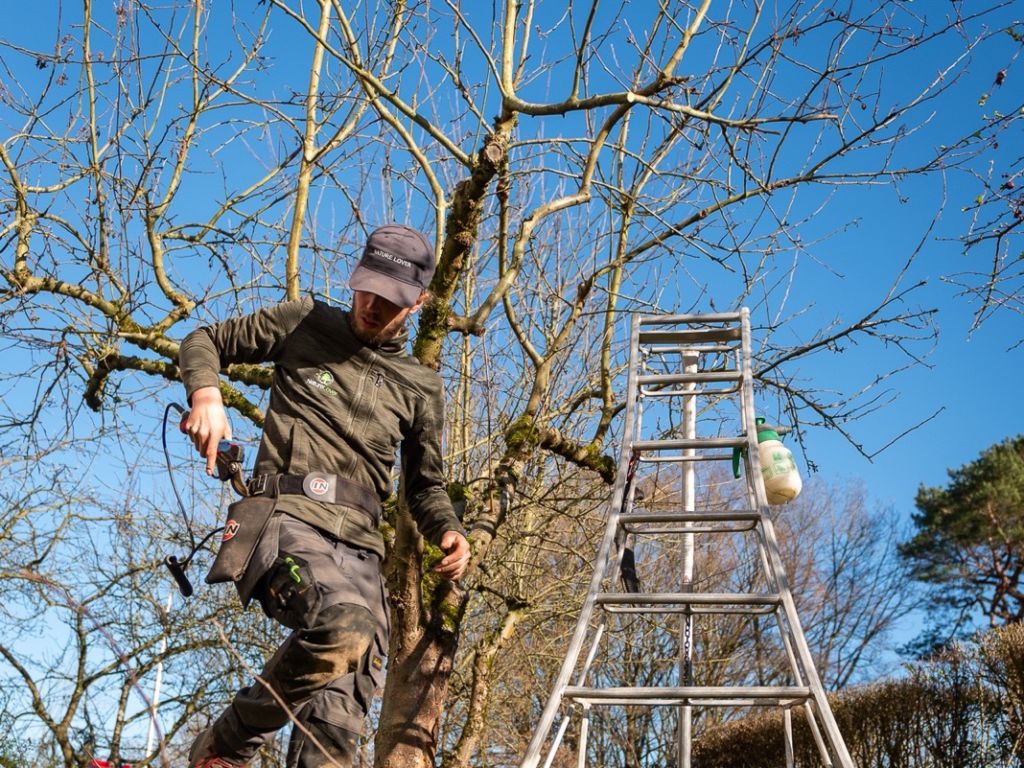 Arboriste près d’une échelle trépied, en train de tailler un vieil arbre fruitier dans un verger