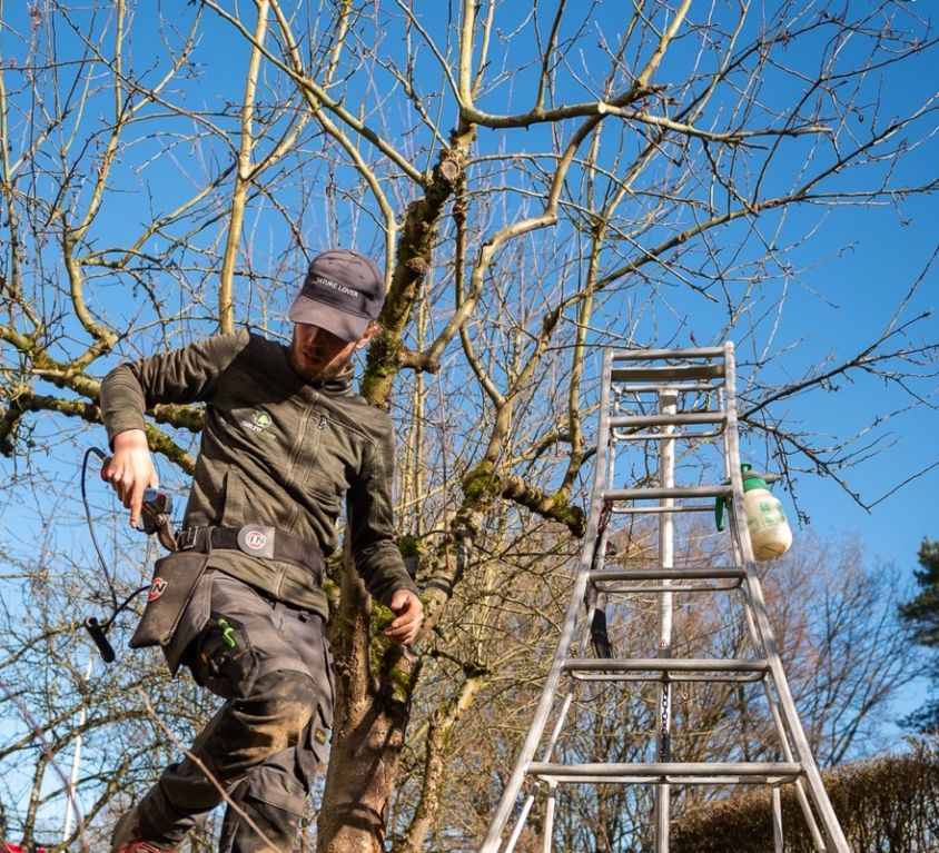 Arboriste près d’une échelle trépied, en train de tailler un vieil arbre fruitier dans un verger